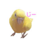 インコ＆インコ（個別スタンプ：2）