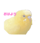 インコ＆インコ（個別スタンプ：3）