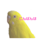 インコ＆インコ（個別スタンプ：4）