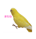 インコ＆インコ（個別スタンプ：5）