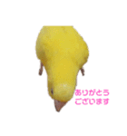 インコ＆インコ（個別スタンプ：6）