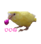 インコ＆インコ（個別スタンプ：7）