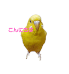 インコ＆インコ（個別スタンプ：8）