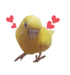 インコ＆インコ（個別スタンプ：9）