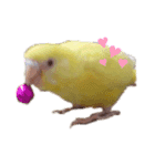 インコ＆インコ（個別スタンプ：10）