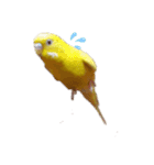 インコ＆インコ（個別スタンプ：11）