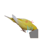 インコ＆インコ（個別スタンプ：12）
