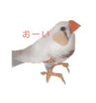 インコ＆インコ（個別スタンプ：13）