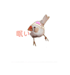 インコ＆インコ（個別スタンプ：15）