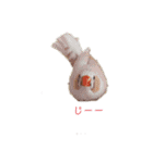 インコ＆インコ（個別スタンプ：16）
