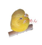 インコ＆インコ（個別スタンプ：17）