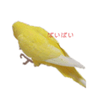 インコ＆インコ（個別スタンプ：19）