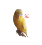 インコ＆インコ（個別スタンプ：20）