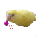 インコ＆インコ（個別スタンプ：21）