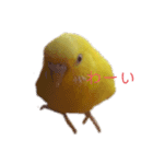 インコ＆インコ（個別スタンプ：22）