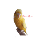 インコ＆インコ（個別スタンプ：23）