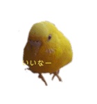 インコ＆インコ（個別スタンプ：24）