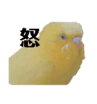 インコ＆インコ（個別スタンプ：25）