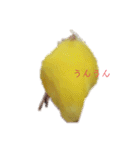 インコ＆インコ（個別スタンプ：26）