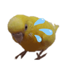 インコ＆インコ（個別スタンプ：27）