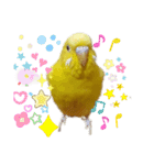 インコ＆インコ（個別スタンプ：29）