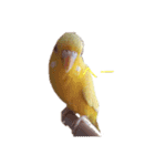 インコ＆インコ（個別スタンプ：30）