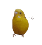 インコ＆インコ（個別スタンプ：31）