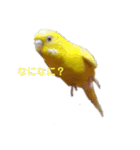 インコ＆インコ（個別スタンプ：32）