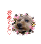 モカりんぐすの日常2（個別スタンプ：13）