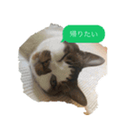 帰りたい動物達（個別スタンプ：2）