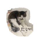 帰りたい動物達（個別スタンプ：4）