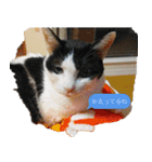 帰りたい動物達（個別スタンプ：9）