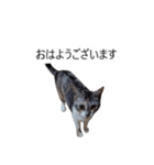 吹き出し＊猫スタンプ（個別スタンプ：1）