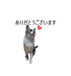 吹き出し＊猫スタンプ（個別スタンプ：2）