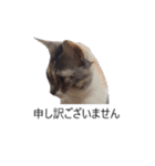 吹き出し＊猫スタンプ（個別スタンプ：3）