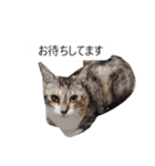 吹き出し＊猫スタンプ（個別スタンプ：4）