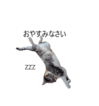 吹き出し＊猫スタンプ（個別スタンプ：5）