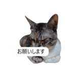 吹き出し＊猫スタンプ（個別スタンプ：6）