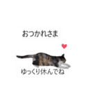 吹き出し＊猫スタンプ（個別スタンプ：7）