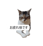 吹き出し＊猫スタンプ（個別スタンプ：8）