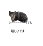 吹き出し＊猫スタンプ（個別スタンプ：9）