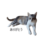 吹き出し＊猫スタンプ（個別スタンプ：10）