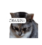 吹き出し＊猫スタンプ（個別スタンプ：11）