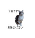 吹き出し＊猫スタンプ（個別スタンプ：12）