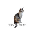 吹き出し＊猫スタンプ（個別スタンプ：13）