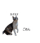 吹き出し＊猫スタンプ（個別スタンプ：14）