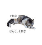 吹き出し＊猫スタンプ（個別スタンプ：15）