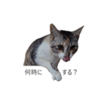吹き出し＊猫スタンプ（個別スタンプ：16）