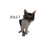 吹き出し＊猫スタンプ（個別スタンプ：18）