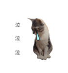 吹き出し＊猫スタンプ（個別スタンプ：20）